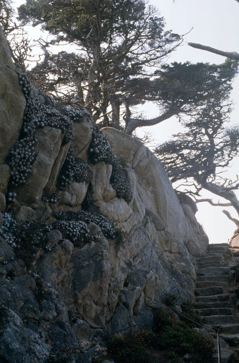 Docent field trip to Point Lobos with Mary Carroll