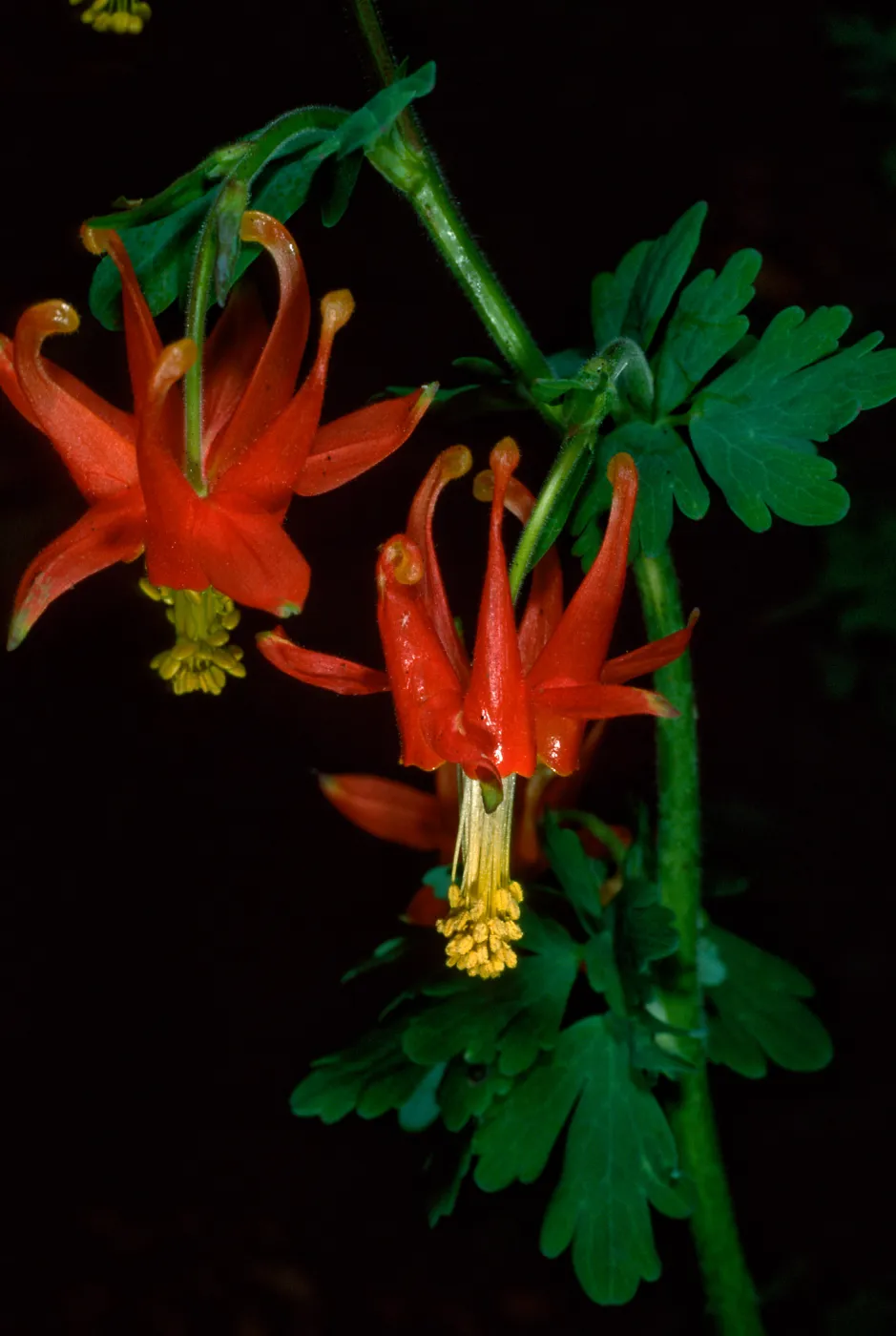 Aquilegia, SBBG