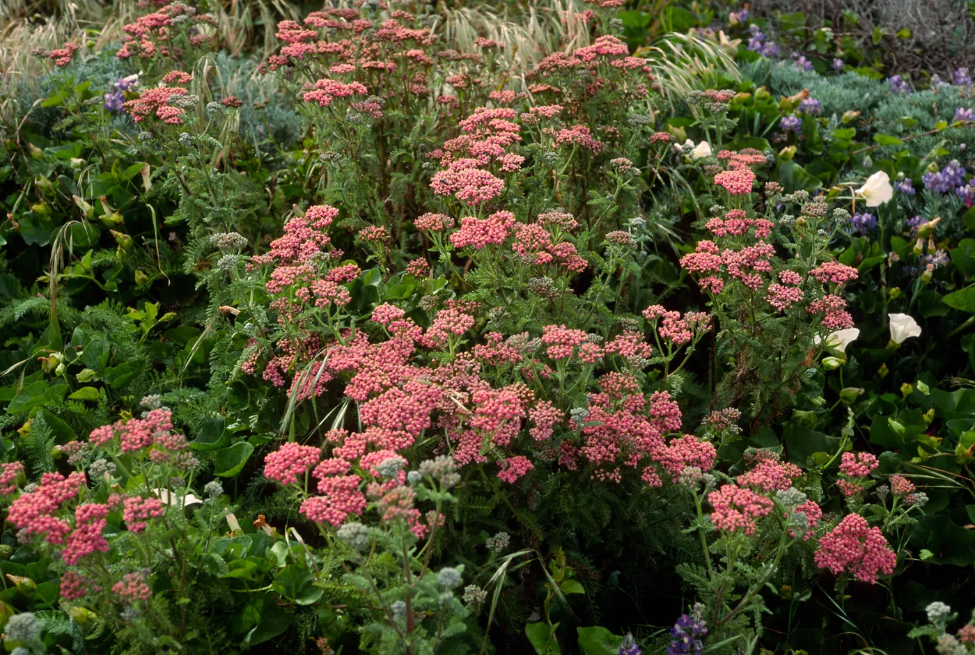 achillea millefolium red form, San Miguel Island