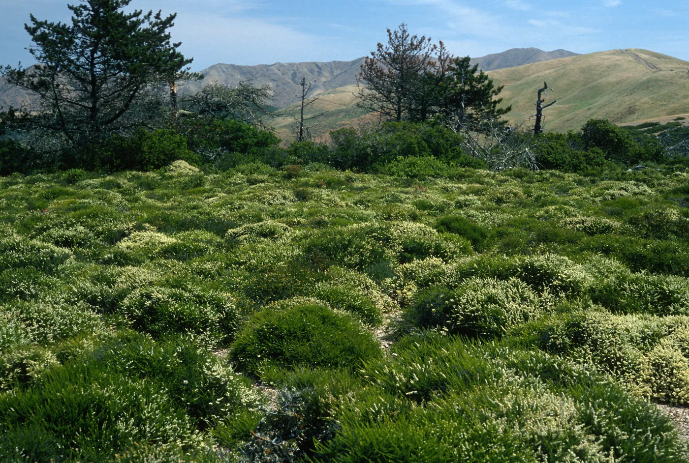 Adenostema fasciculatum prostratum, E. of Navy Base, Santa Cruz Island