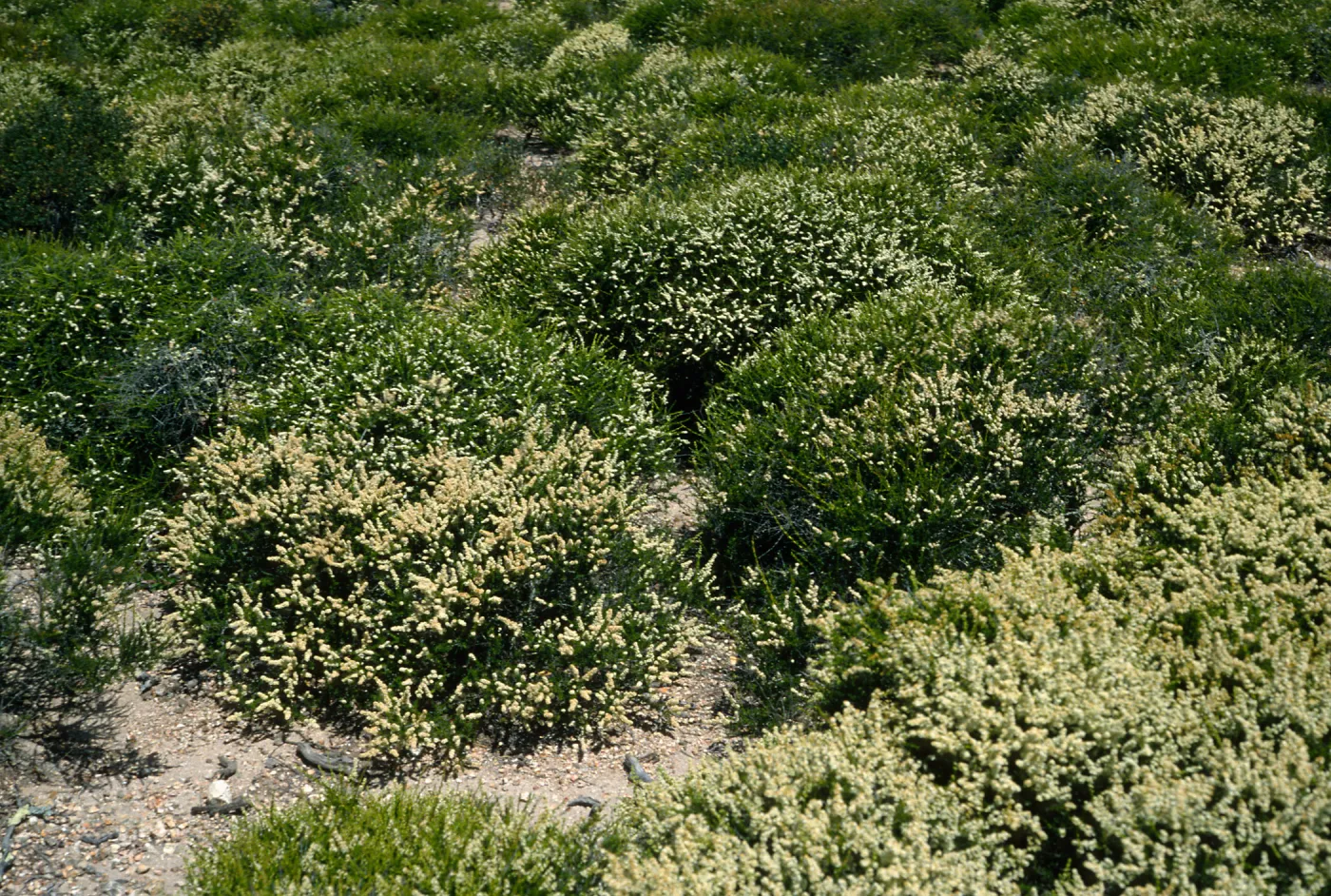 Adenostema fasciculatum prostratum, E. of Navy base, Santa Cruz Island