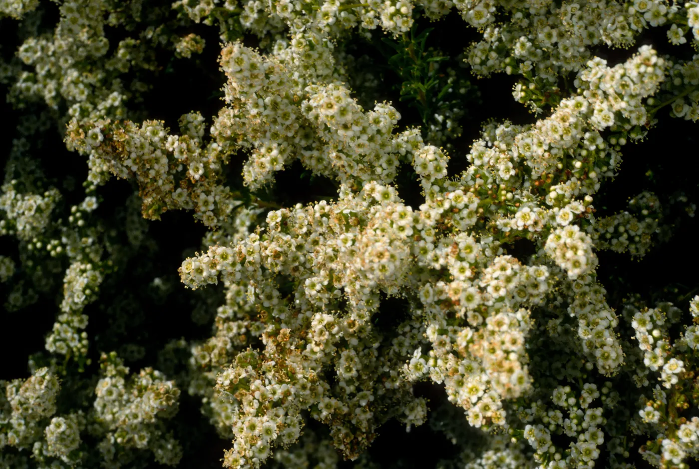 Adenostema fasciculatum, E. of Navy base, Santa Cruz Island