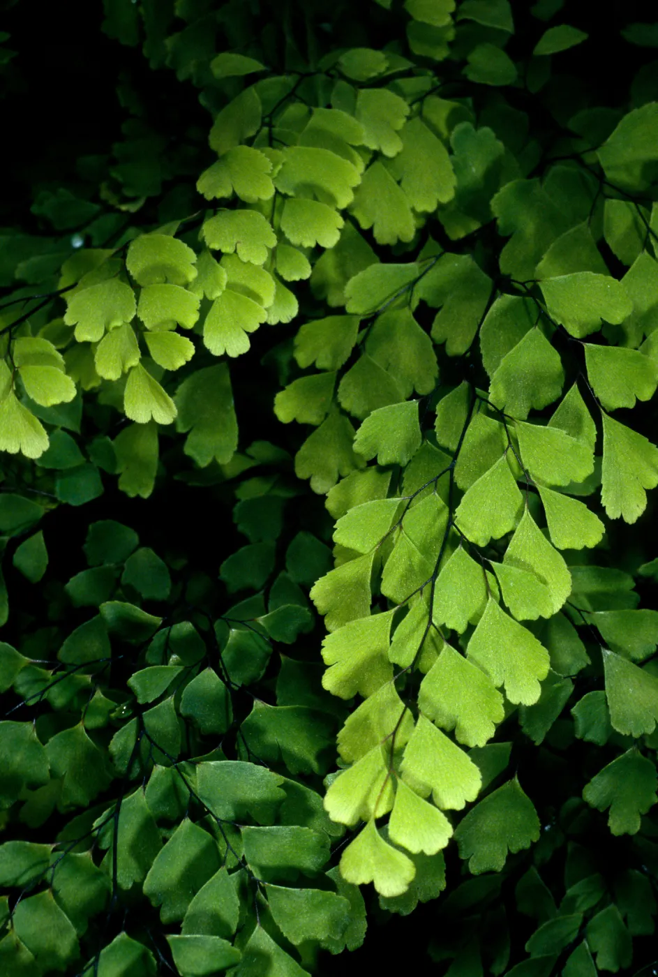 Adiantum capillus-veneris, Arroyo SBBG