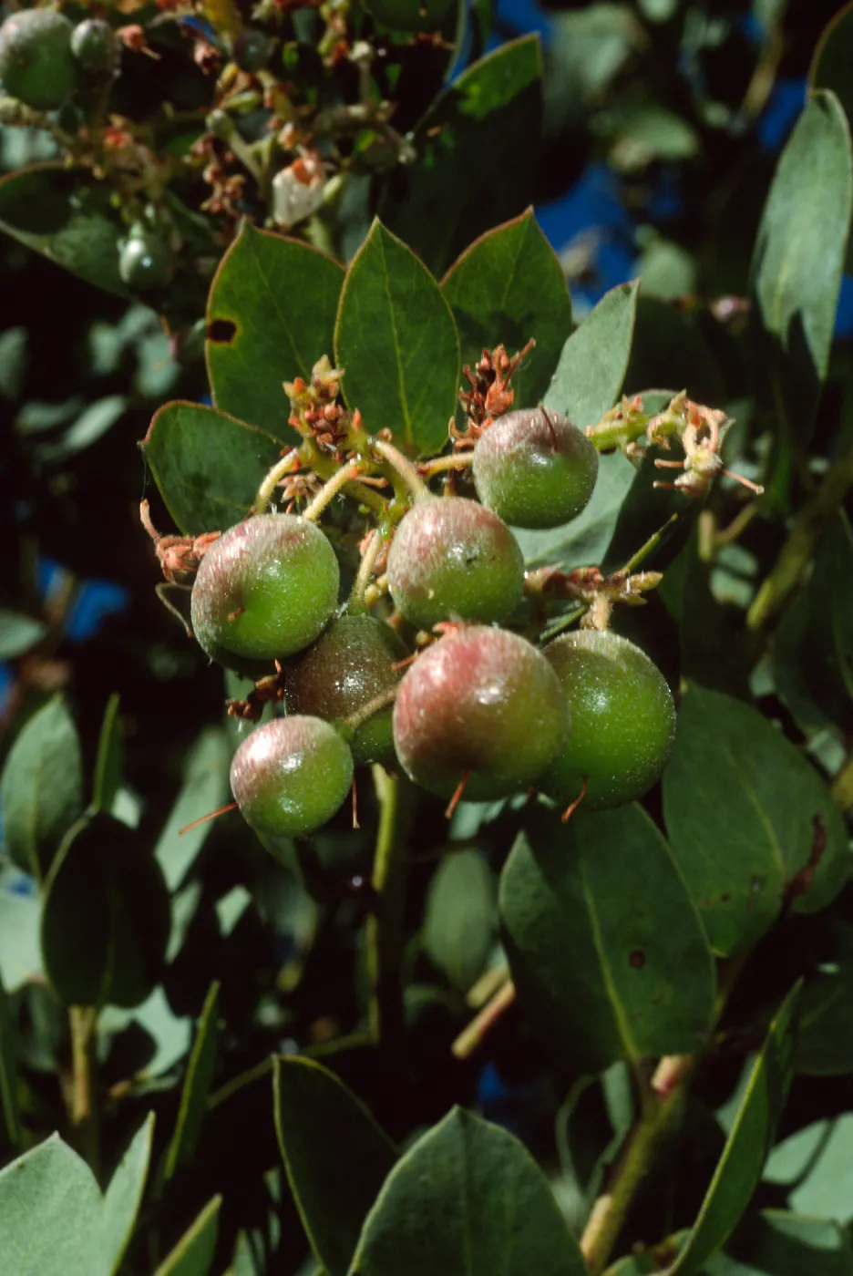 Arctostaphylos glauca, SBBG