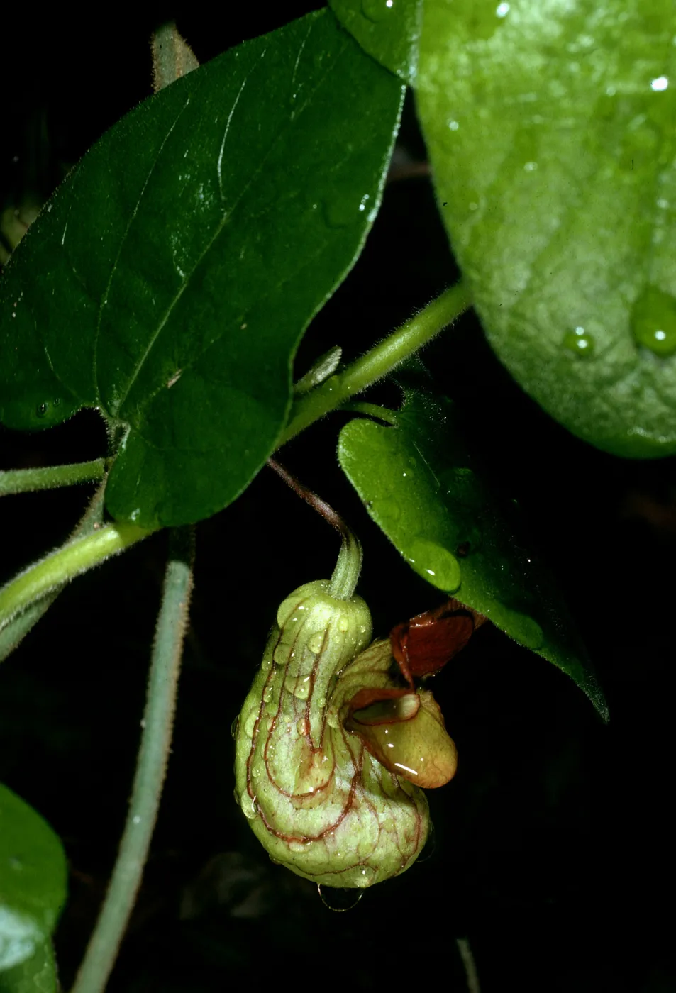 Aristolochia california, Campbell trail, SBBG