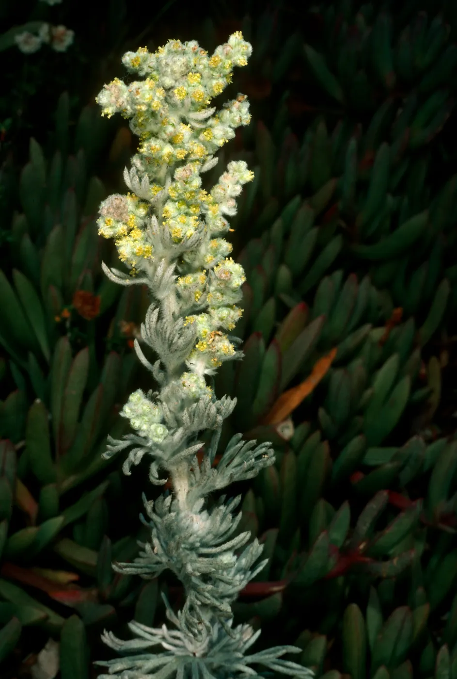 Artemisia pycnocephala, Point Lobos