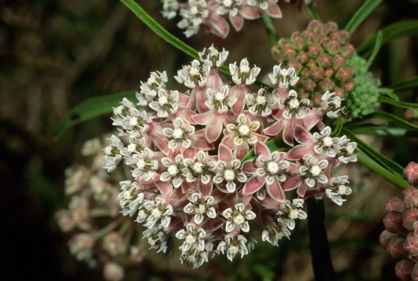 Asclepias fascicularis, Cherry Cove
