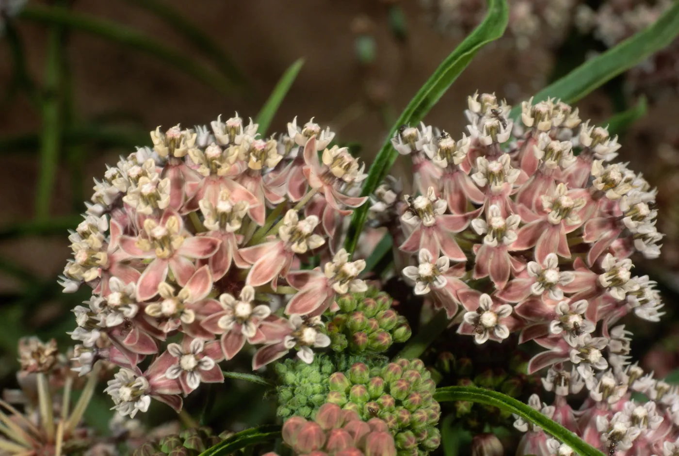 Asclepias fascicularis, Cherry Cove