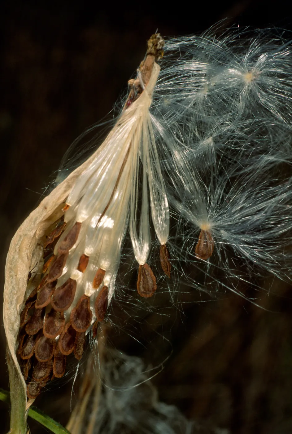 Asclepias fascicularis, Cherry Cove