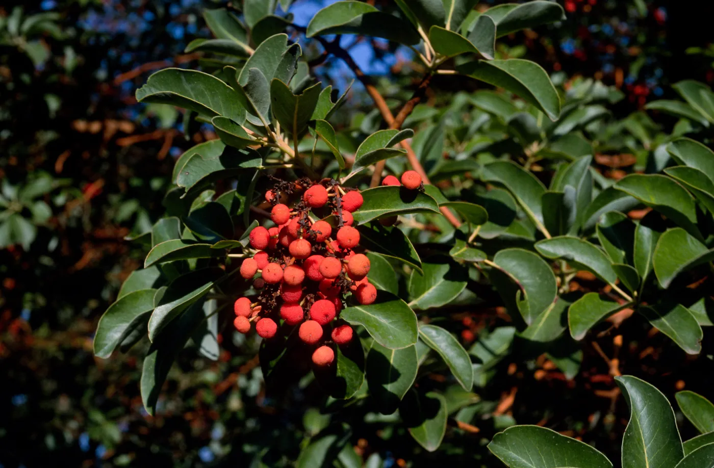 Arbutus menziesii, Reagan Ranch, Refugio Canyon
