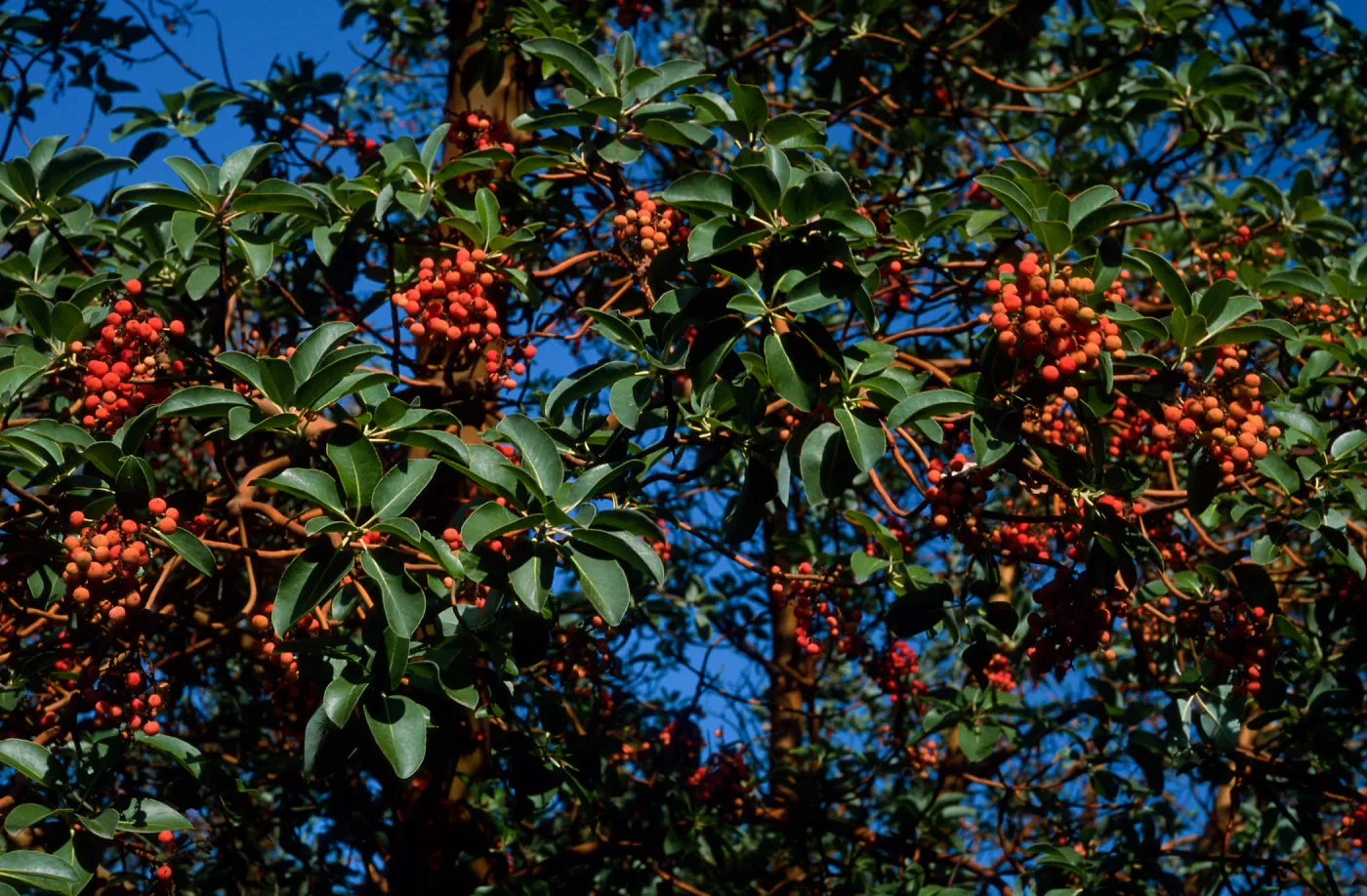 Arbutus menziesii, Reagan Ranch, Refugio Canyon