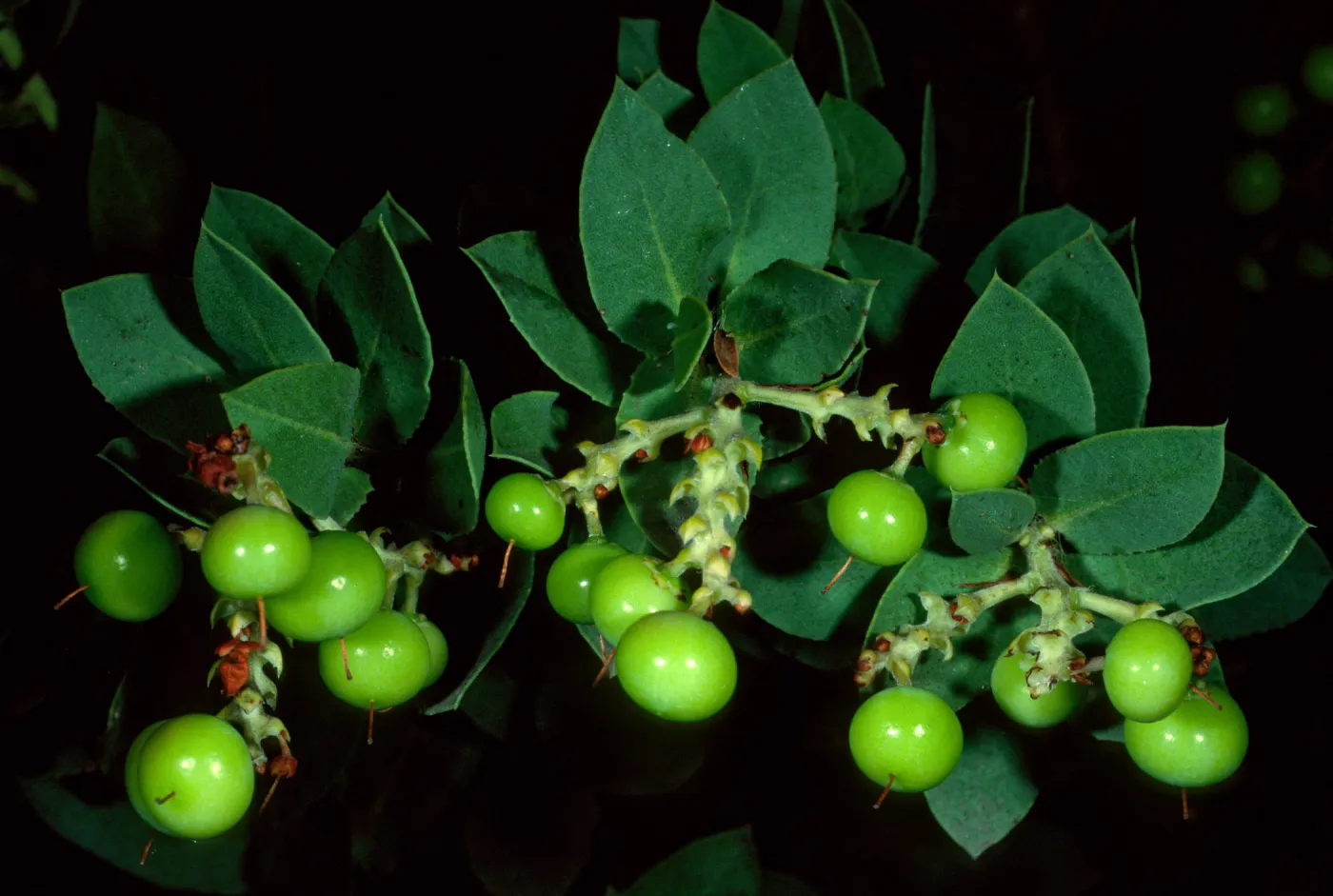 Arctostaphylos refugioensis, SBBG