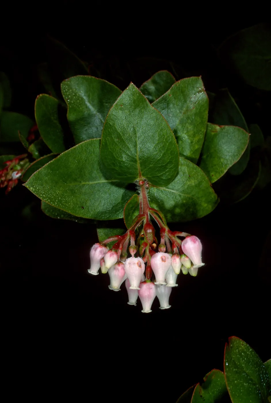 Arctostaphylos refugioensis, Refugio Pass