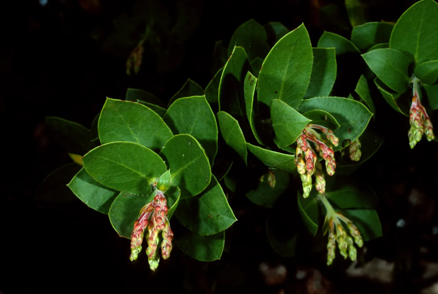 Arctostaphylos refugioensis. SBBG Arroyo