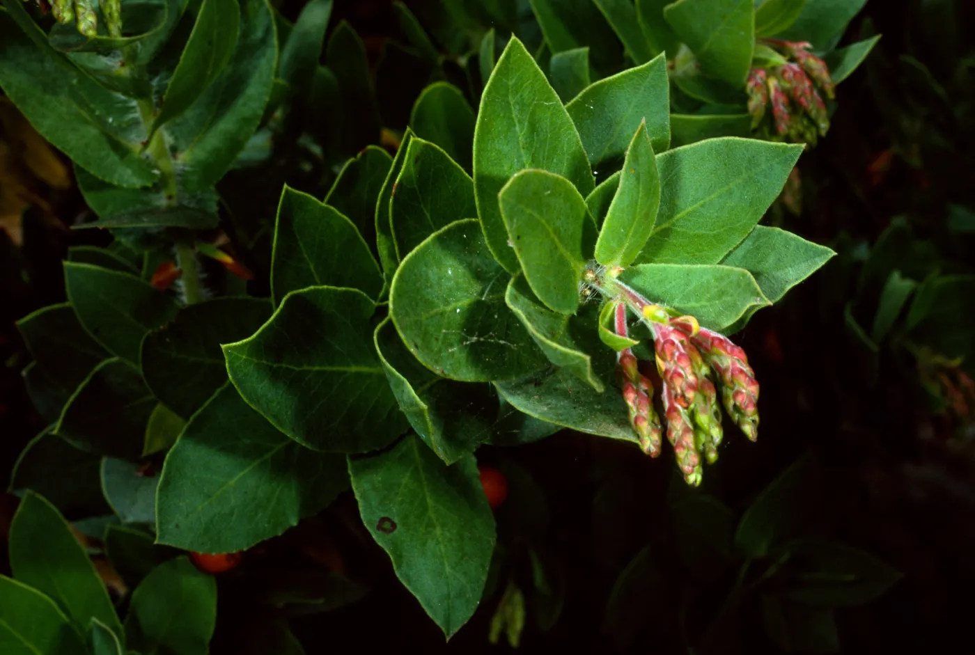 Arctostaphylos refugioensis, SBBG