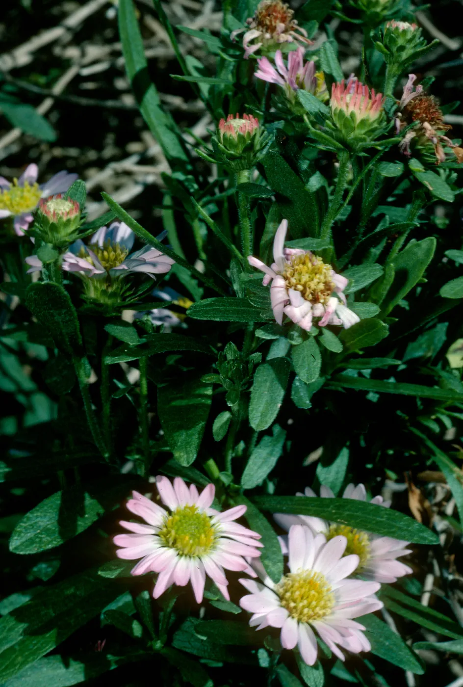 Aster chilensis, SBBG