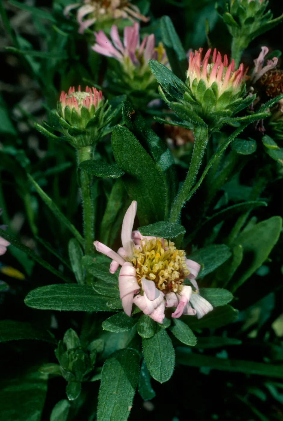 Aster chilensis, SBBG