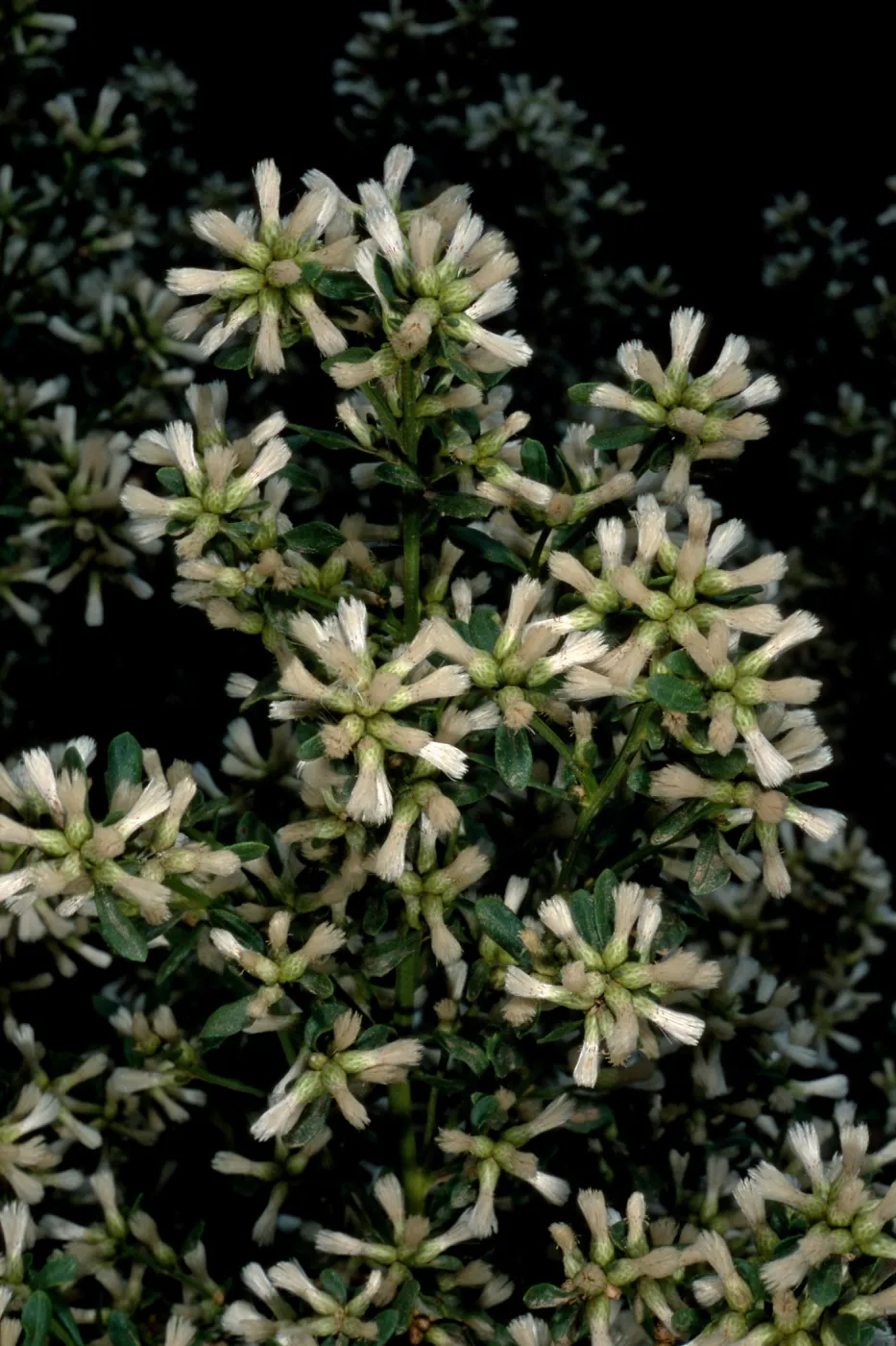 Baccharis pilularis, female, Middle Canyon, Santa Catalina Island