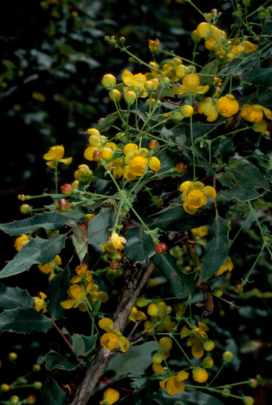 Berberis nevinii, SBBG