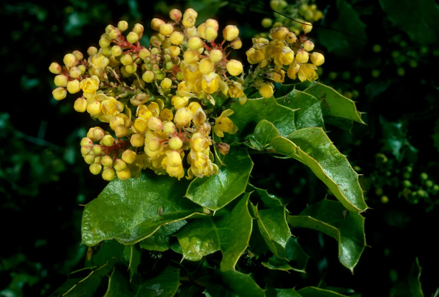 Berberis pinnata, Catway Rd., Figueroa Mtn.