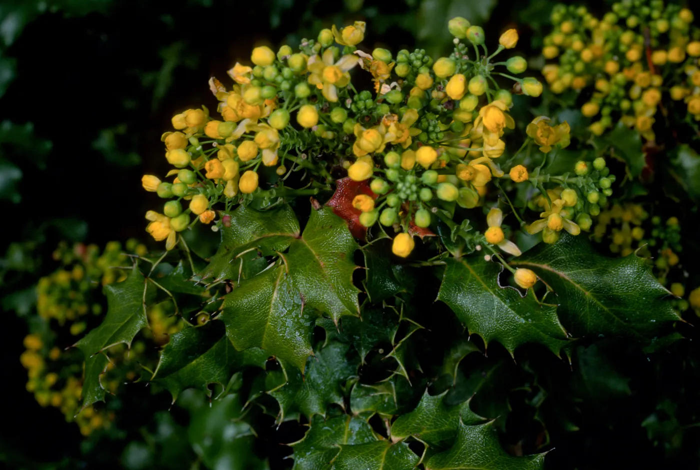 Berberis pinnata, SBBG