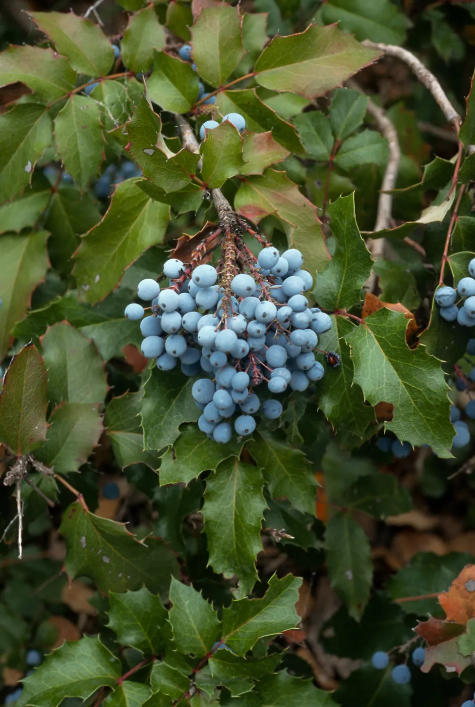 Berberis pinnata ssp. pinnata, SBBG