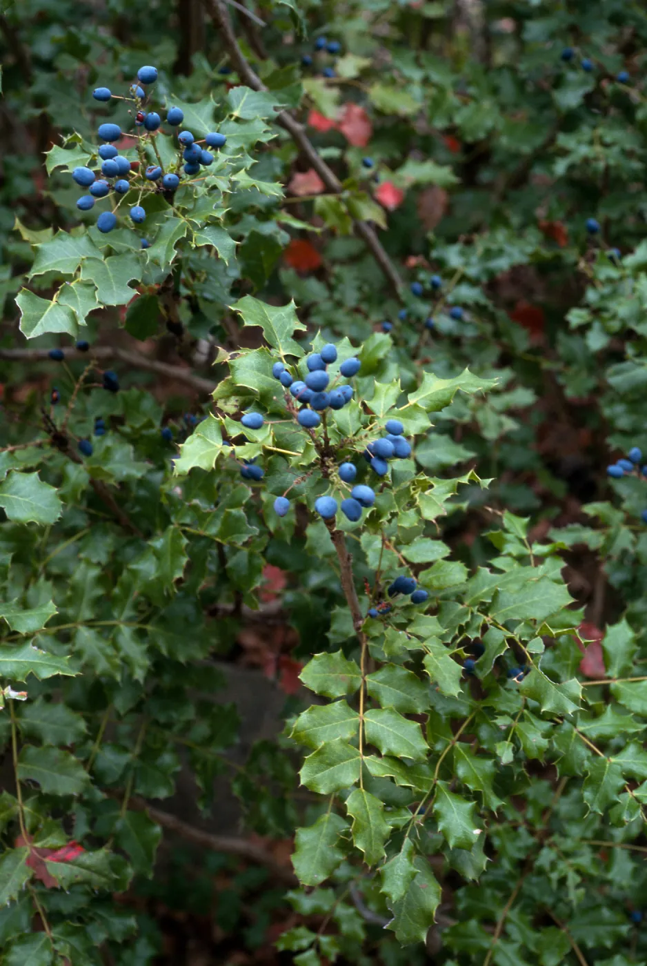 Berberis pinnata ssp. pinnata, SBBG