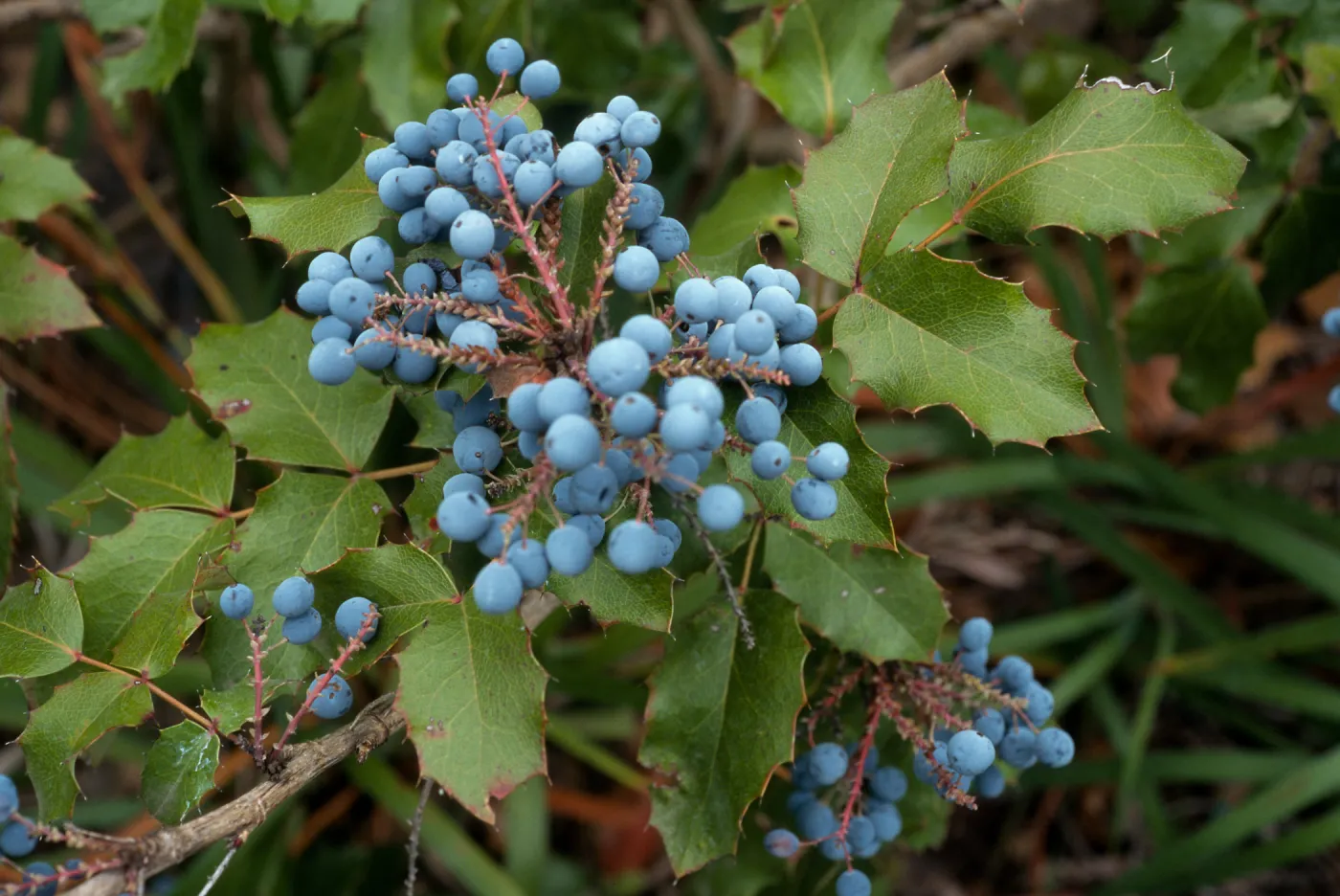 Berberis pinnata ssp. pinnata, SBBG