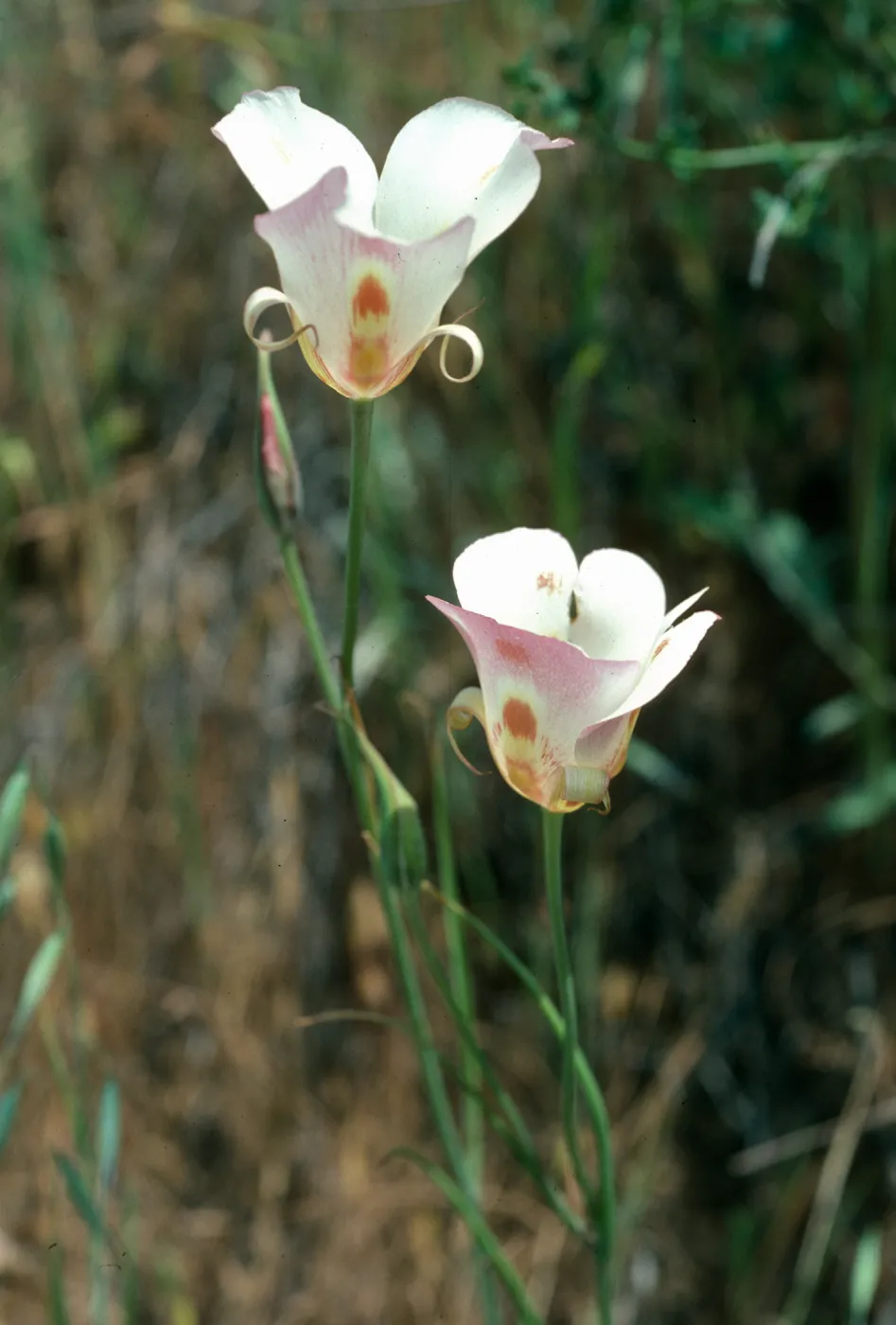 Calochortus venustus, Paradise Rd. by Snyder Trail