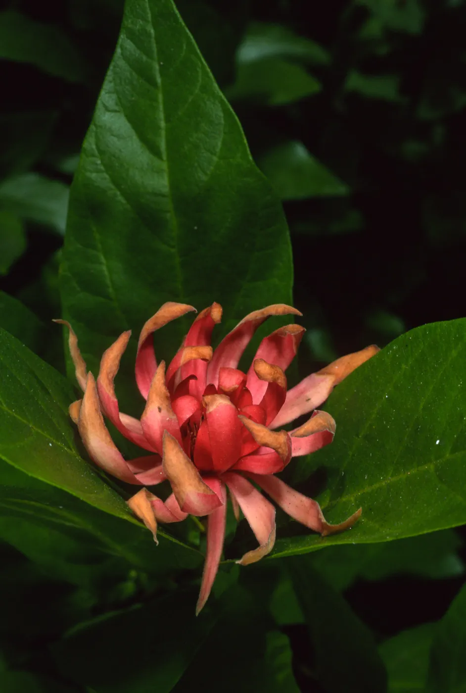 Calycanthus occidentalis, SBBG