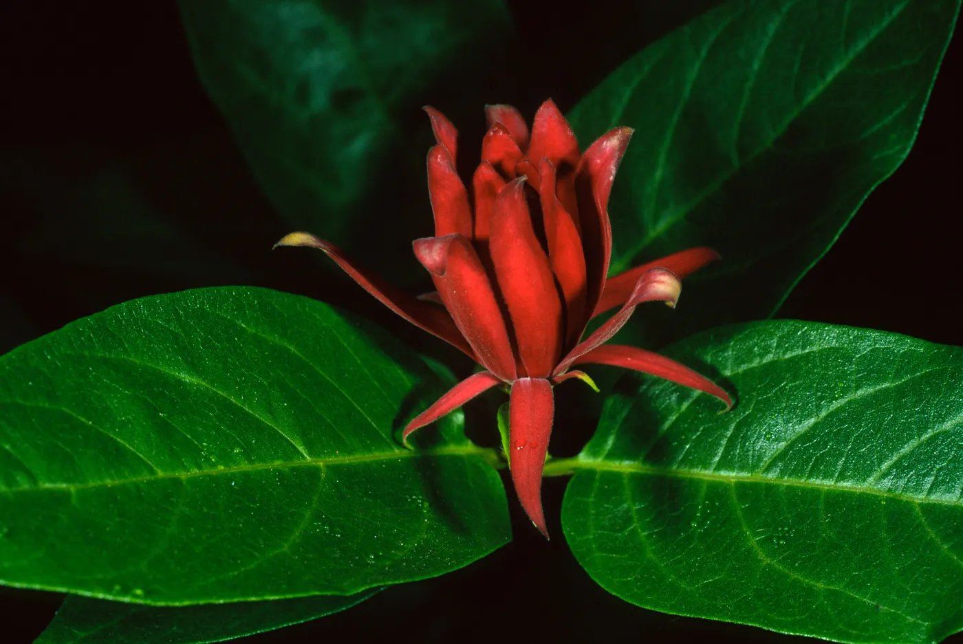 Calycanthus occidentalis, SBBG