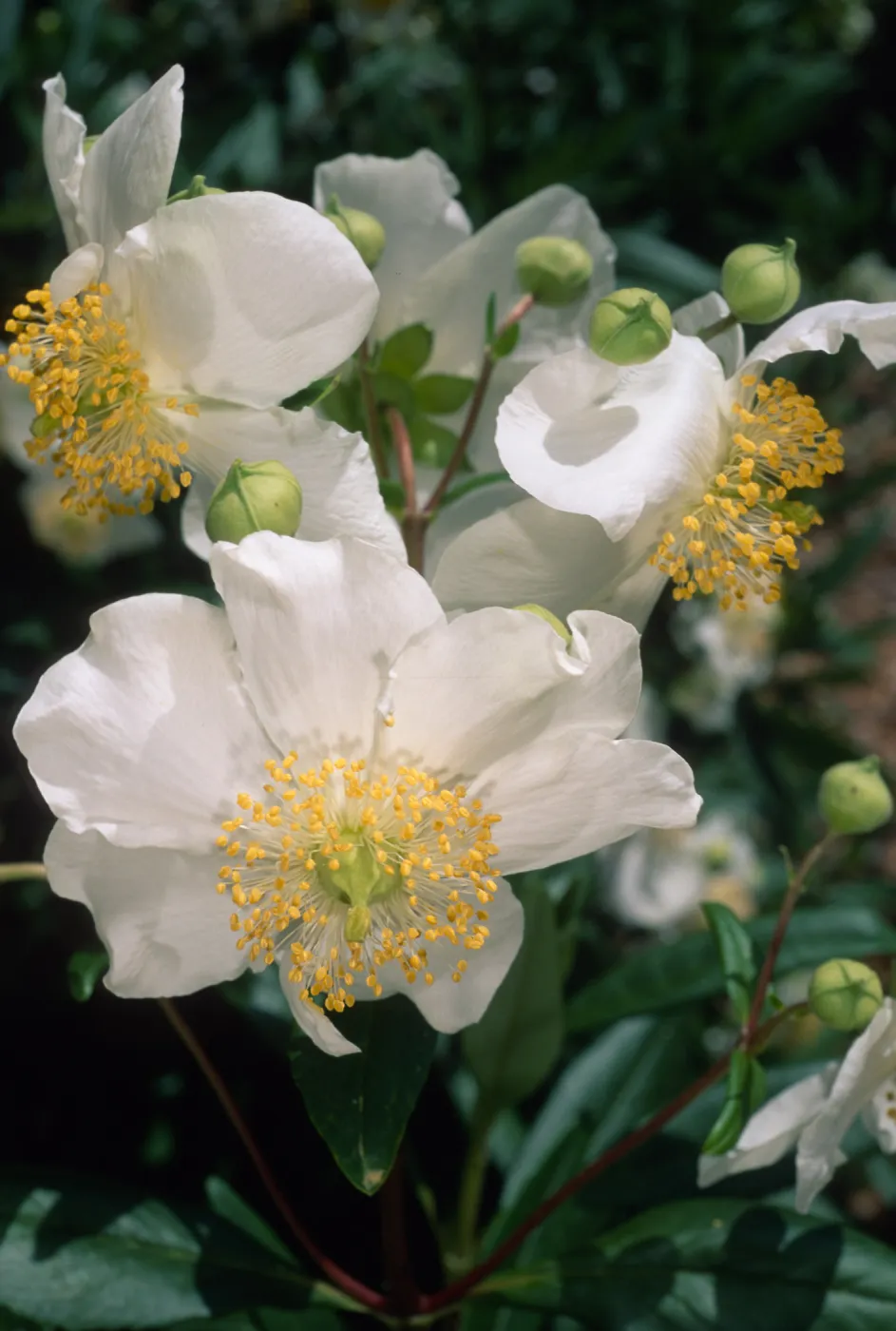 Carpenteria californica, SBBG