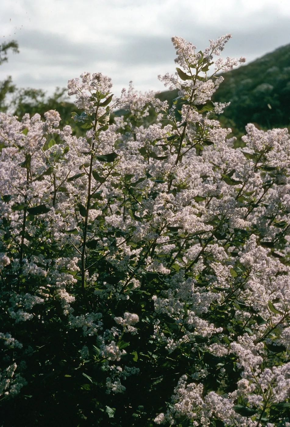 Ceanothus arboreus, Canon de la Portsuela, Santa Cruz Isl.
