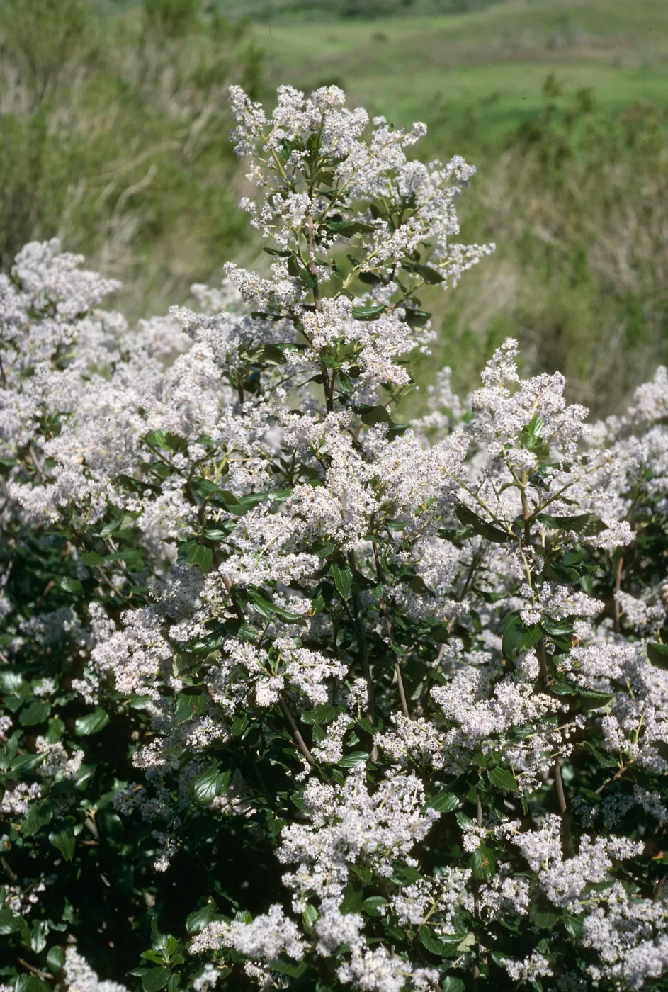 Ceanothus arboreus, Canada de la Portesuela, Santa Cruz Isl.