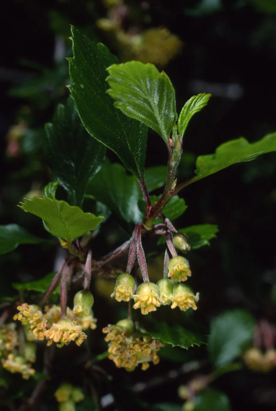 Cercocarpus betuloides, SBBG