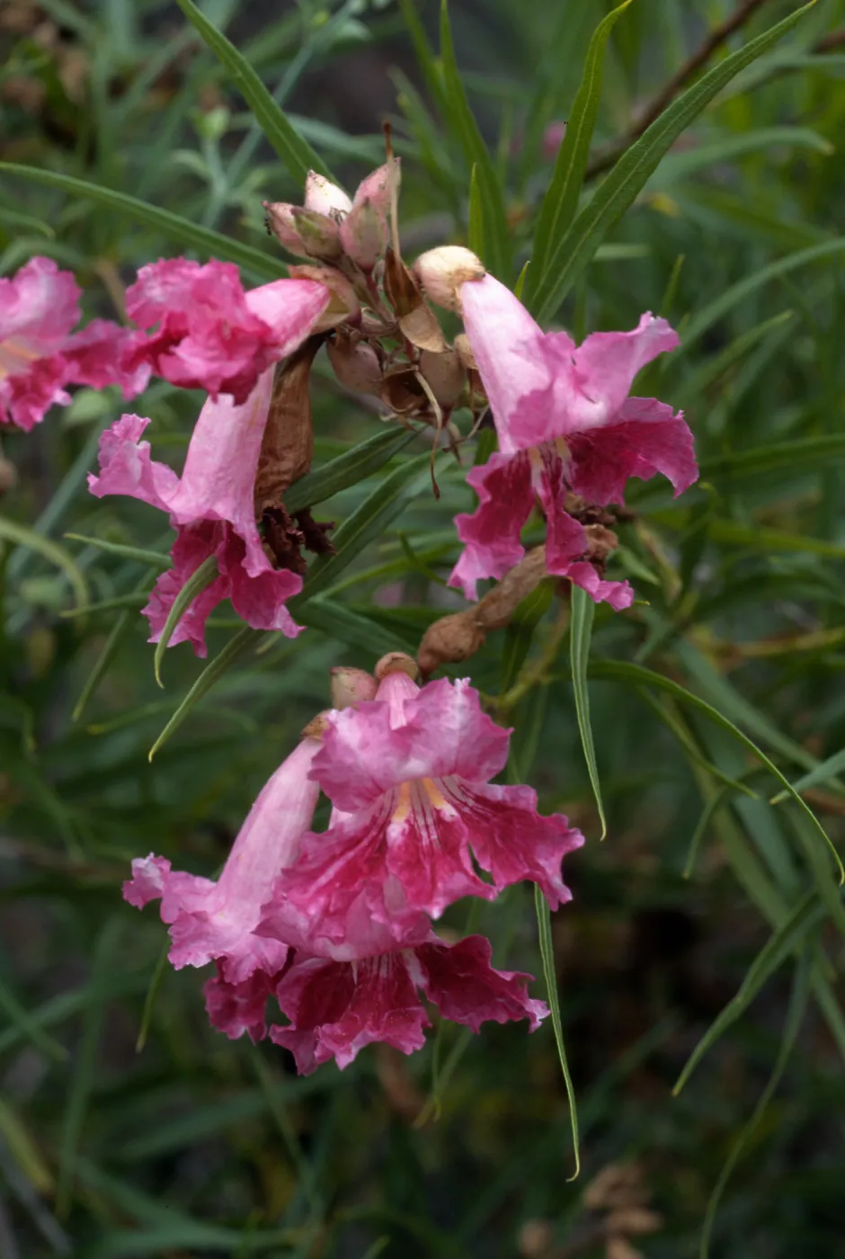 Chilopsis linearis, SBBG desert section