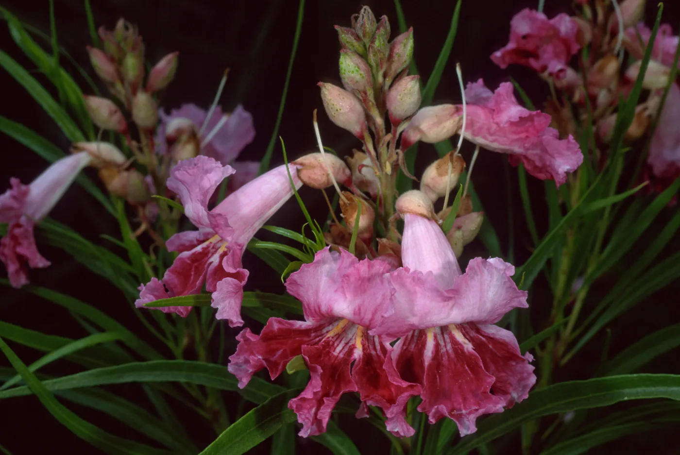 Chilopsis linearis, SBBG desert section