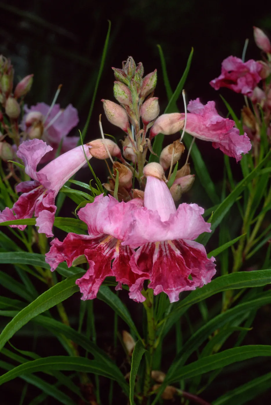 Chilopsis linearis, SBBG desert section