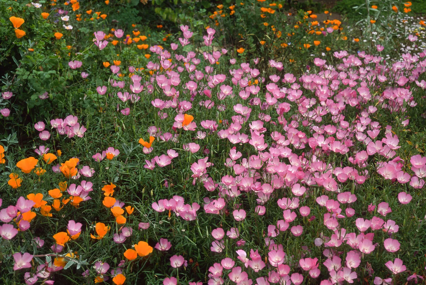 Clarkia, upper west Meadow SBBG