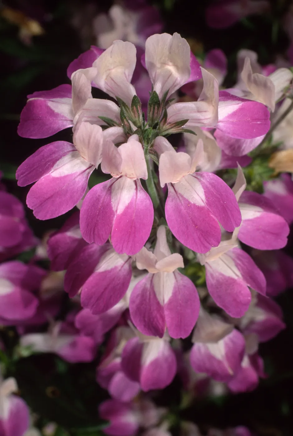 Collinsia heterophylla, SBBG