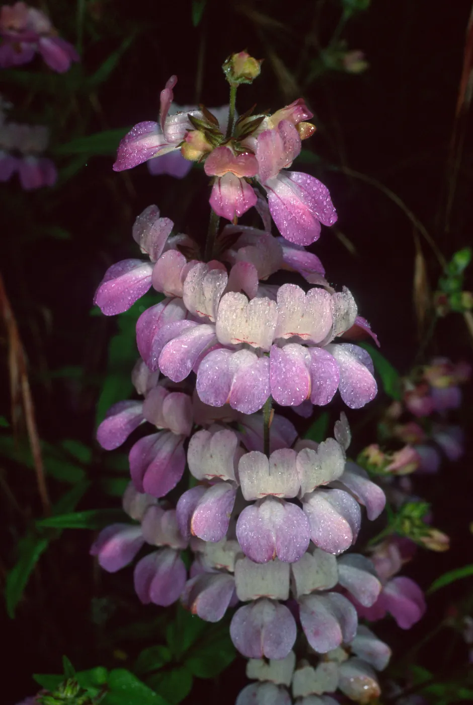 Collinsia heterophylla, Refugio Pass
