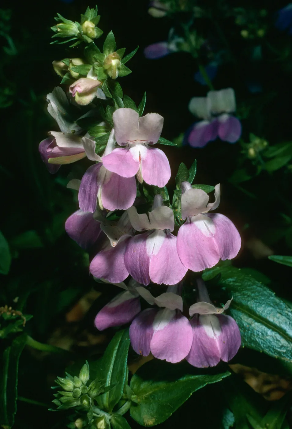 Collinsia heterophylla, SBBG
