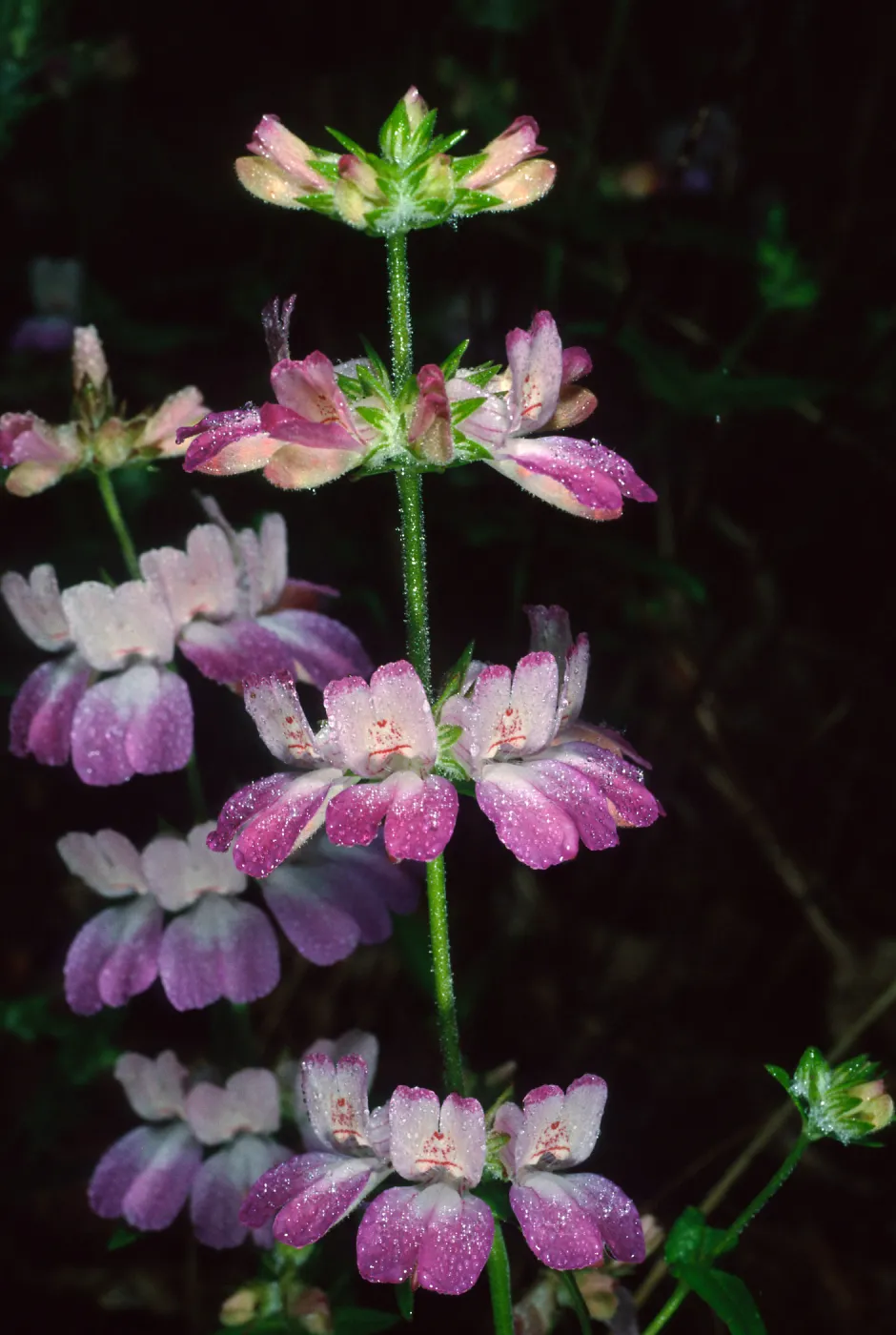Collinsia heterophylla, Refugio Pass