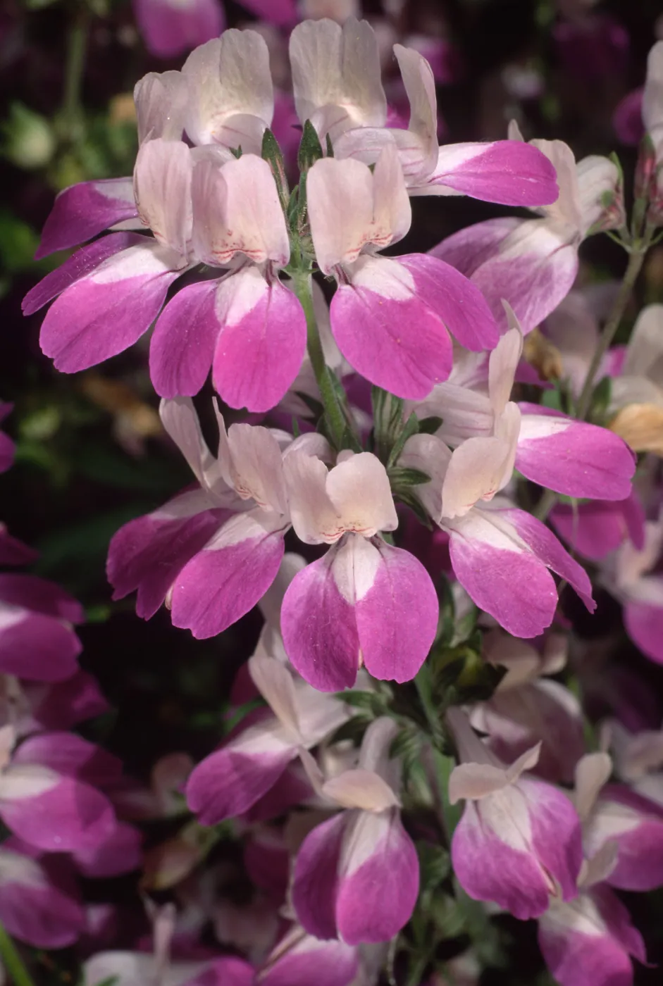 Collinsia heterophylla, SBBG