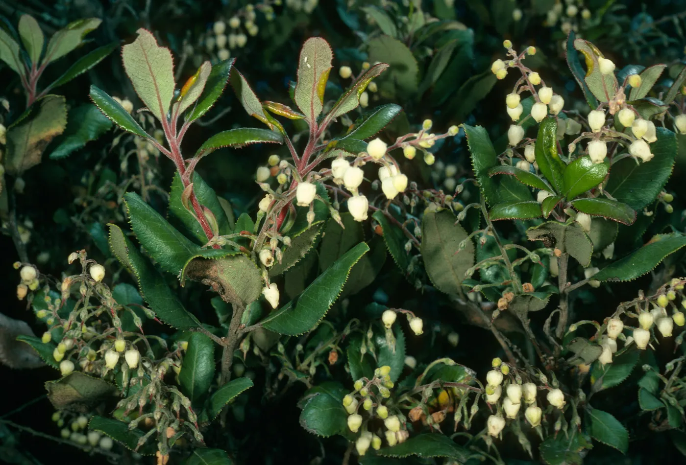 Comarostaphylos diversifolia, Hollister Ranch