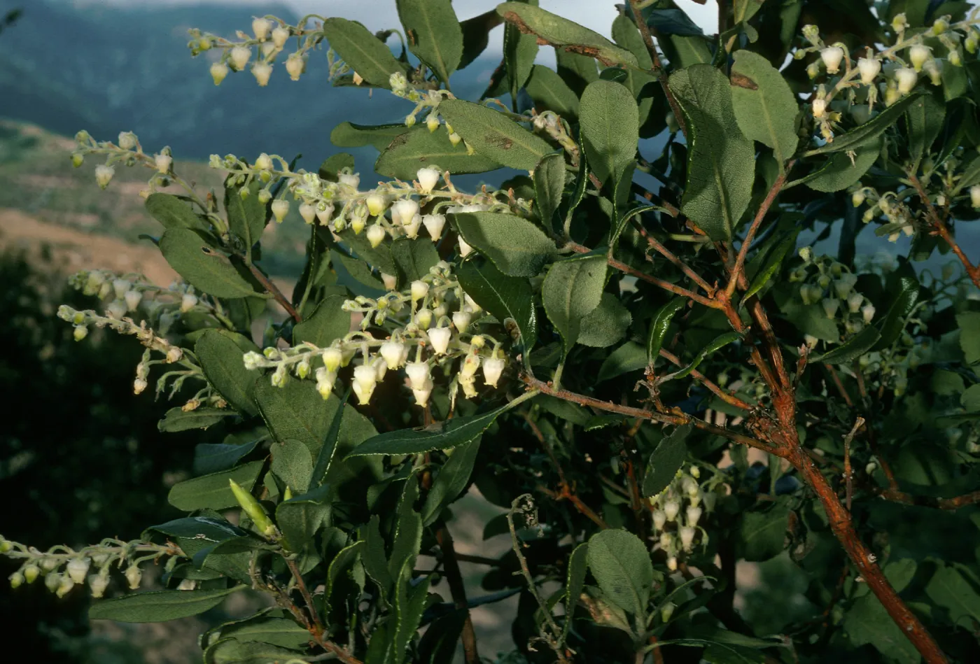 Comarostaphylos, road to Toro Canyon Park