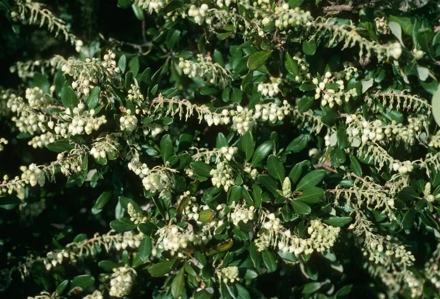 Comarostaphylos, east of Pelican Bay