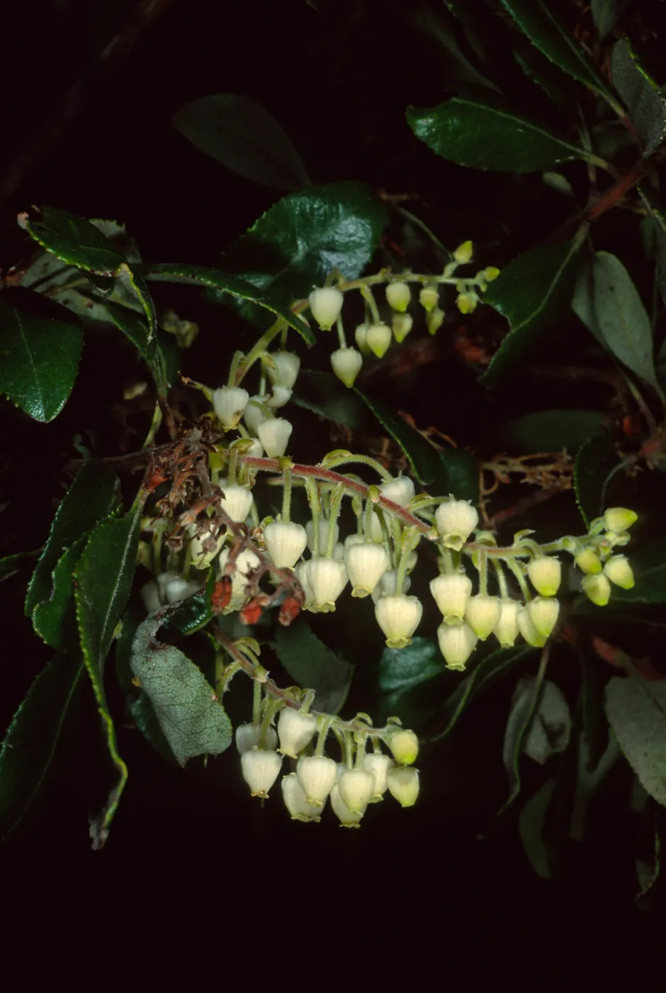 Comarostaphylos, Wrigley Garden, S. Catalina Isl.