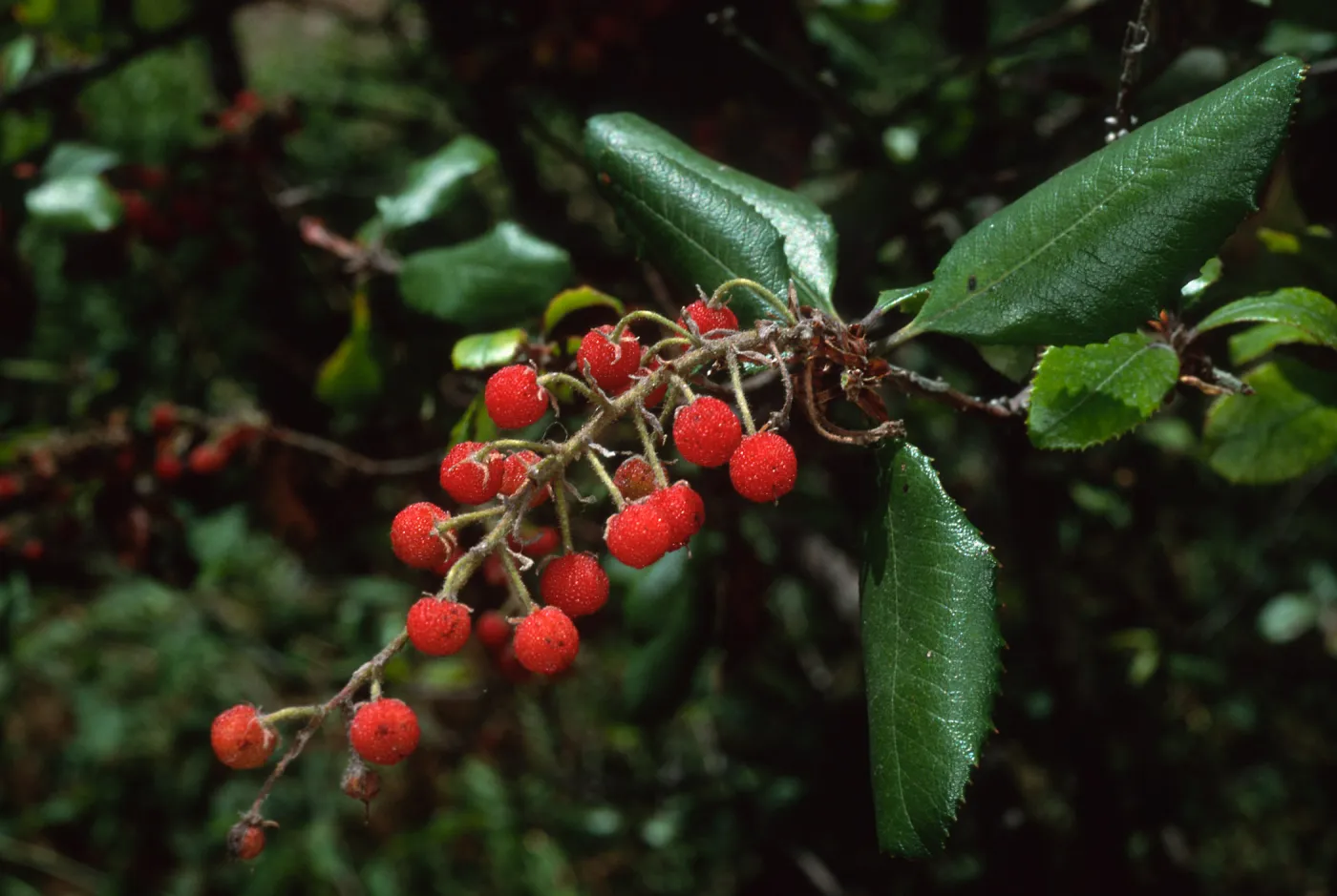 Comarostaphylos, SBBG Arroyo