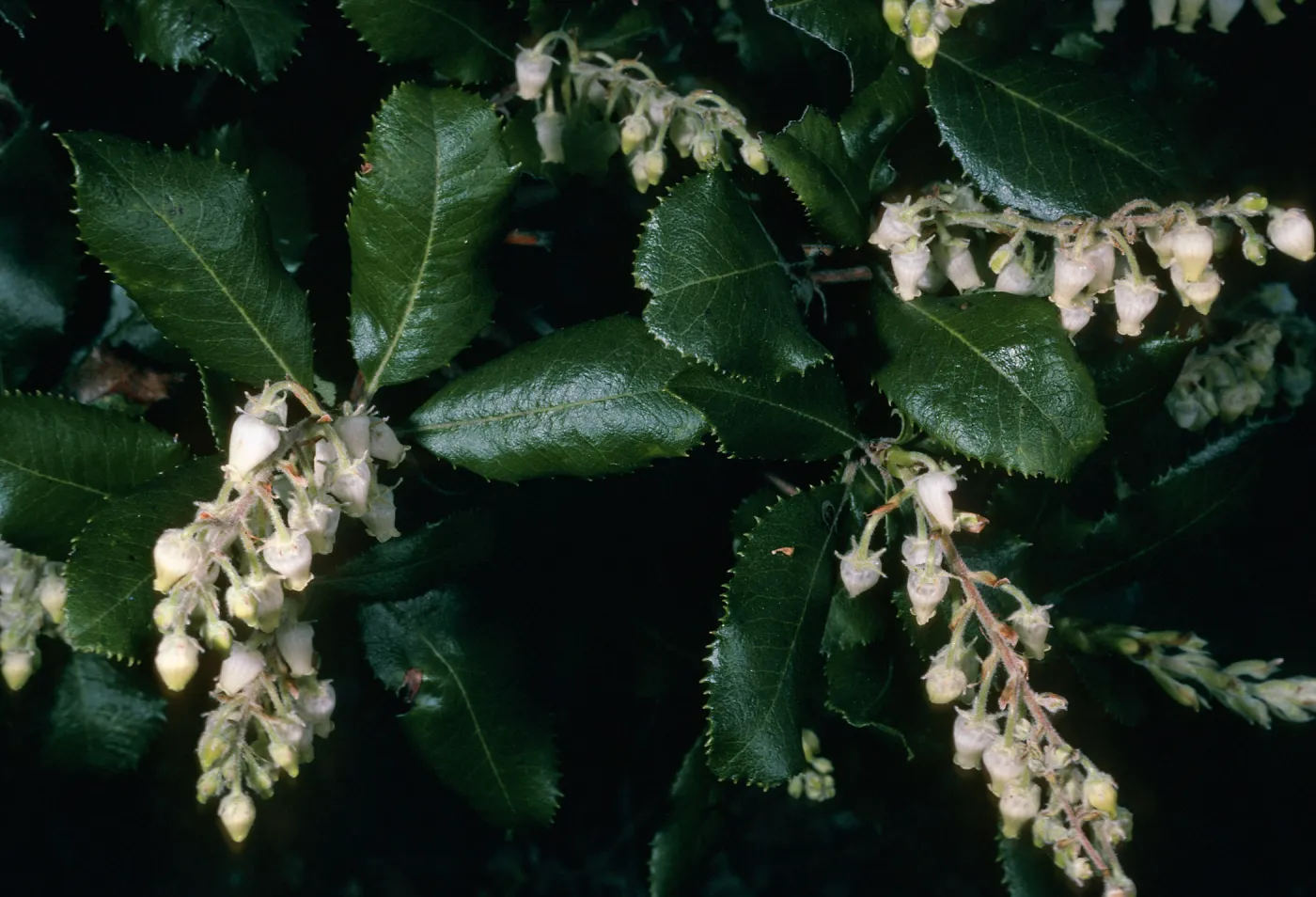 Comarostaphylos diversifolia, road to Toro Cyn. Park